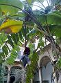 bananenbaum-Gewaechs